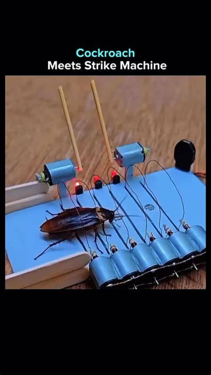 Cockroach Torture YouTube