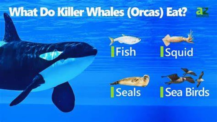 Do Orca Killer Whales Eat Moose? Dutch Shark Society