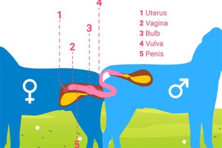 Exploring the Horse Mating System: What Every Owner Should Know