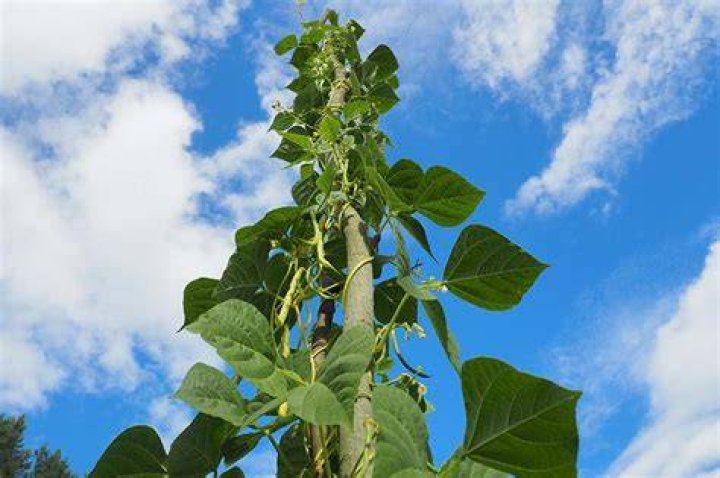 How Tall Are Beans From Airrack? Future Starr