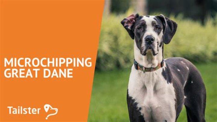 Microchipping And Your Great Dane A Guide